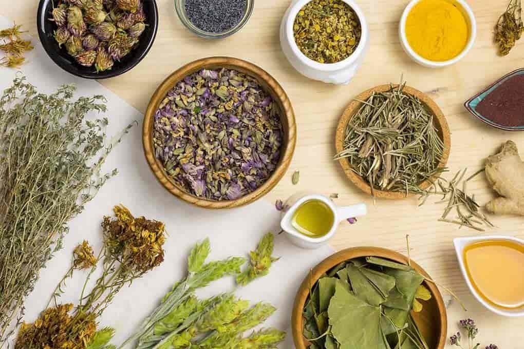 What are Phytotherapy Plants?